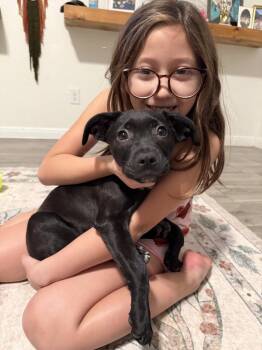 Pit Bull Terrier and Black Labrador Retriever Dogs Available for Adoption - Hawaii State | PetCurious