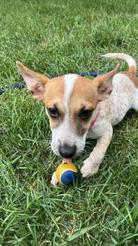 Lola -  Corgi and Chihuahua Dog for Adoption in New London, Wisconsin - Lola | PetCurious