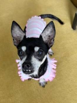 Tinkerbell -  Chihuahua Dog for Adoption in Waxhaw, North Carolina - Tinkerbell | PetCurious
