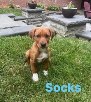 Socks -  Hound Dog for Adoption in Irwin, Pennsylvania - Socks | PetCurious