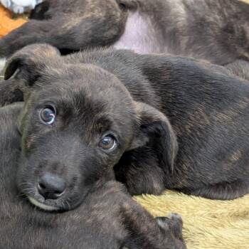 Rotta -  Mixed Breed Dog for Adoption in Pittsburgh, Pennsylvania - Rotta | PetCurious
