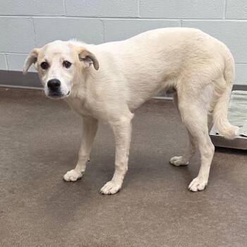 Sinatra -  Mixed Breed Dog for Adoption in Chattanooga, Tennessee - Sinatra | PetCurious