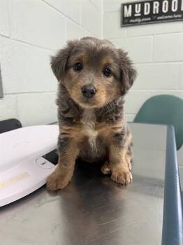 Australian Shepherd and Mixed Breed Dogs Available for Adoption in Corpus Christi, Texas - WINTER | PetCurious
