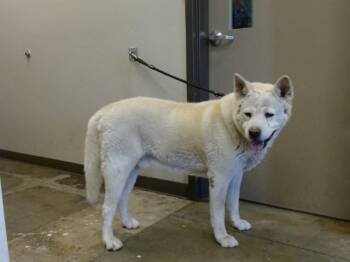OLEO -  Akita Dog for Adoption in Ontario, California - OLEO | PetCurious