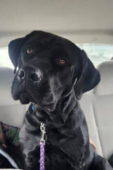 Mastiff and Black Labrador Retriever Dogs Available for Adoption - Roxy | PetCurious