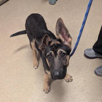 German Shepherd Dog and Mixed Breed Dogs Available for Adoption in Bristol, Indiana - Parker | PetCurious
