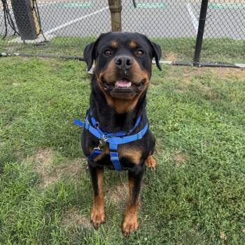 ROCKY -  Rottweiler Dog for Adoption in Boston, Massachusetts - ROCKY | PetCurious