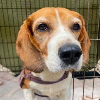 CANDY -  Beagle Dog for Adoption in Graham, Washington - CANDY | PetCurious