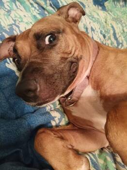 Tap Dance -  Mixed Breed Dog for Adoption in Cincinnati, Ohio - Tap Dance | PetCurious