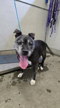 DOROTHY -  Pit Bull Terrier Dog for Adoption in Camarillo, California - DOROTHY | PetCurious