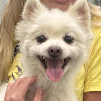 Meringue -  Pomeranian Dog for Adoption in Hudson, Illinois - Meringue | PetCurious