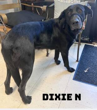 Dixie N -  Labrador Retriever Dog for Adoption in Dyersburg, Tennessee - Dixie N | PetCurious