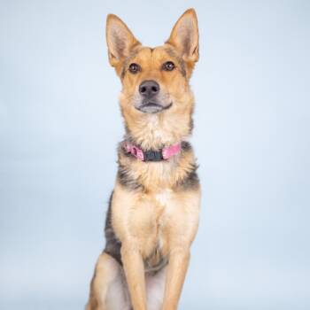 Pixie -  Shepherd Dog for Adoption in Portland, Oregon - Pixie | PetCurious