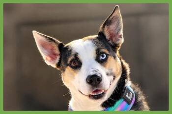 Electra Stardust -  Pit Bull Terrier and German Shepherd Dog Dog for Adoption in Amherst, Massachusetts - Electra Stardust | PetCurious