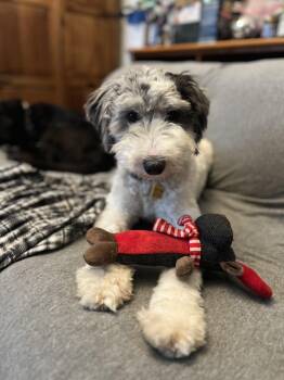 Sheepadoodle Dogs Available for Adoption in New Orleans, Louisiana - Custard | PetCurious