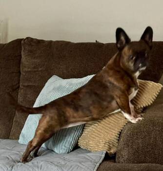 French Bulldog and Boston Terrier Dogs Available for Adoption - Sophia | PetCurious