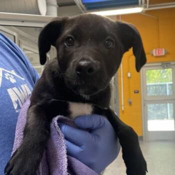 Retriever and Mixed Breed Dogs Available for Adoption in Voorhees Township, New Jersey - Feta | PetCurious