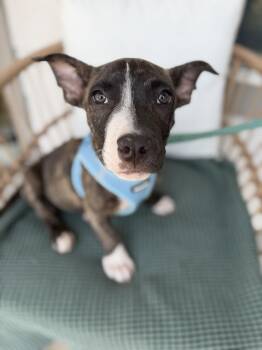Ranger -  Boxer Dog for Adoption in Pflugerville, Texas - Ranger | PetCurious