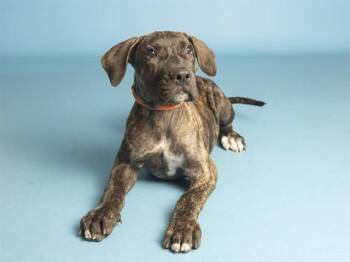 PANCAKE -  Mastiff Dog for Adoption in Phoenix, Arizona - PANCAKE | PetCurious