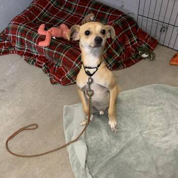 Chihuahua Dogs Available for Adoption - Demitri | PetCurious