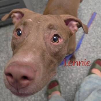 Lennie -  Mixed Breed Dog for Adoption in Parkersburg, West Virginia - Lennie | PetCurious