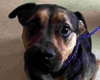 Bark Kent -  Rottweiler Dog for Adoption in New Castle, Indiana - Bark Kent | PetCurious
