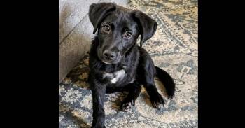 Labrador Retriever Dogs Available for Adoption in Youngsville, North Carolina - Clover | PetCurious