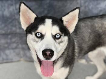 Siberian Husky Dogs Available for Adoption in Portland, Oregon - Bryant | PetCurious