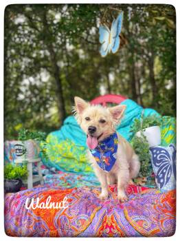 Walnut -  Pomeranian Dog for Adoption in Sebring, Florida - Walnut | PetCurious