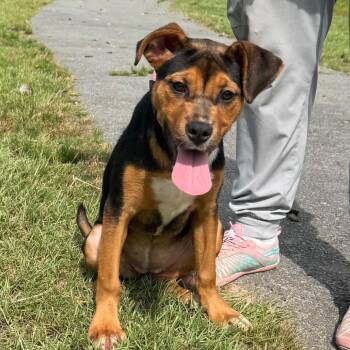 Subaru (Boone) -  Mixed Breed Dog for Adoption in Pine Bluff, Arkansas - Subaru (Boone) | PetCurious