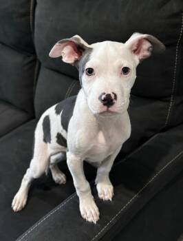 Chance -  Pit Bull Terrier Dog for Adoption in Lindenhurst, New York - Chance | PetCurious