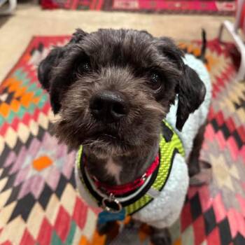 Enoki -  Lhasa Apso Dog for Adoption in Chicago, Illinois - Enoki | PetCurious