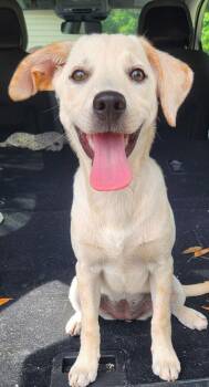 Rosie -  Labrador Retriever and Mixed Breed Dog for Adoption in St. Augustine, Florida - Rosie | PetCurious