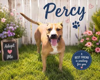 Percy -  Pit Bull Terrier Dog for Adoption in Manhattan, Illinois - Percy | PetCurious