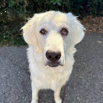 Jolie -  Great Pyrenees and Mixed Breed Dog for Adoption in Goleta, California - Jolie | PetCurious