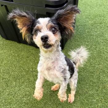 Refuge 6553 -  Yorkshire Terrier Dog Available for Adoption in Loxahatchee Groves, Florida - Refuge 6553 | PetCurious