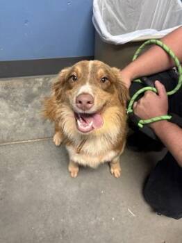 Sydney $125 -  Australian Shepherd and Mixed Breed Dog for Adoption in Seneca, South Carolina - Sydney $125 | PetCurious