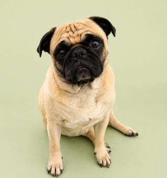 Taffy -  Pug Dog for Adoption in Palo Alto, California - Taffy | PetCurious