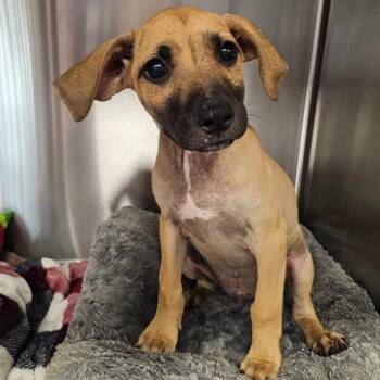 Lincoln -  Great Dane and Mixed Breed Dog for Adoption in Madisonville, Tennessee - Lincoln | PetCurious
