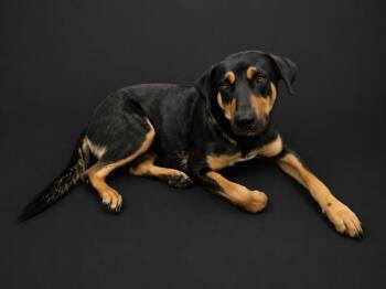 Black And Tan Coonhound and Mixed Breed Dogs Available for Adoption in Winter Haven, Florida - SISSY | PetCurious