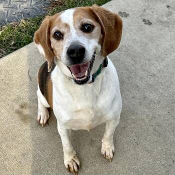 Beagle Dogs Available for Adoption - Ollie 2026 | PetCurious
