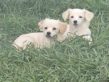 Selena -  Tibetan Spaniel and Chihuahua Dog for Adoption in Garland, Texas - Selena | PetCurious