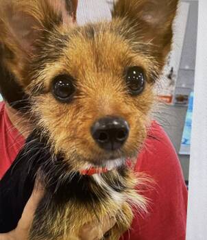 Pixie -  Silky Terrier and Australian Terrier Dog for Adoption in Bradenton, Florida - Pixie | PetCurious