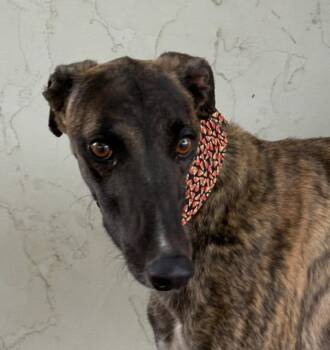 Rescue Greyhound Dogs for Adoption in Coon Rapids, Minnesota - Brew | PetCurious