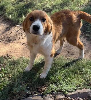 Doris -  Great Pyrenees Dog for Adoption in Kiowa, Oklahoma - Doris | PetCurious
