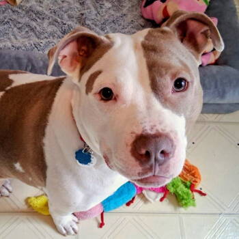 Rescue American Staffordshire Terrier Dogs for Adoption in Ogden Dunes, Indiana - Mocha | PetCurious