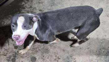 Rescue Mixed Breed Dogs for Adoption in Mccrory, Arkansas - Buddy | PetCurious