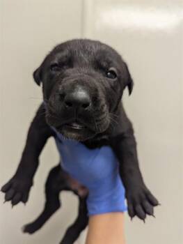 LAYLA - IN FOSTER -  German Shepherd Dog Dog for Adoption in Ontario, California - LAYLA - IN FOSTER | PetCurious