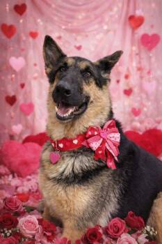 German Shepherd Dog Dogs Available for Adoption - Athena | PetCurious