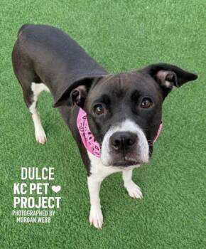 Dulce -  Mixed Breed Dog for Adoption in Kansas City, Missouri - Dulce | PetCurious